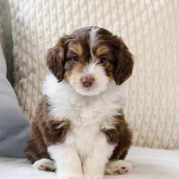 Baloo - Red tri-color male Aussiedoodle puppy in Salem, Utah from Go West Mini Aussies