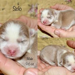 Solo - Lavender male Pomsky puppy in Denham Springs, Louisiana from Bayouland Pomskies
