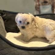 Shichon Puppies from Great Lakes Teddy Bear Dogs