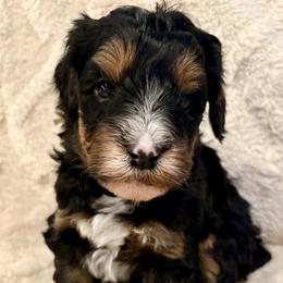 White collar girl - Tri-color female Bernedoodle puppy in Lake, Michigan from 3 King Doodles & Poodles