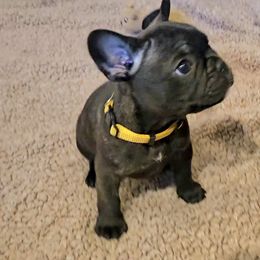 French Bulldog Puppies from A&D Frenchies