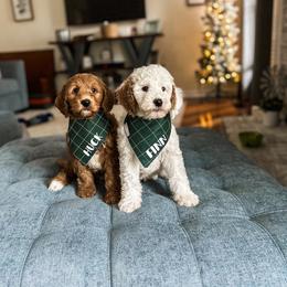 Goldendoodle Puppies from The W Doods