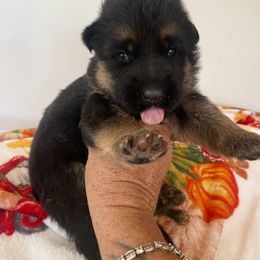 Falcon - Black and red male German Shepherd puppy in Whitewater, California from Vom Haus Metzler Shepherds