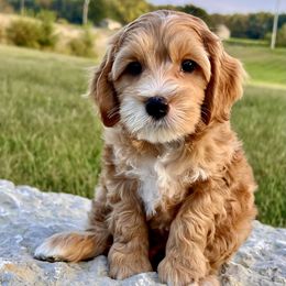 Cruz - Buff and white male Cockapoo puppy in Roseville, California from Darby Park Doodles