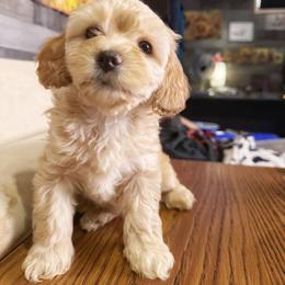 Cavapoo Puppies from Panda Puppies