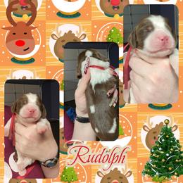 Rudolph - Black white and tan male English Springer Spaniel puppy in Westover, Maryland from Sterling's springer Haven