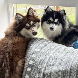 Pomsky puppies from Jubilee Hills
