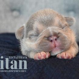TITAN - Tricolors male French Bulldog puppy in Blue Ridge, Texas from Beason’s HomeGrown Frenchies