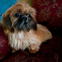 Lady Aerela - Red and tan female Shih Tzu puppy in Cartersville, Georgia from 100 Acre Woods Shih Tzu Plantation
