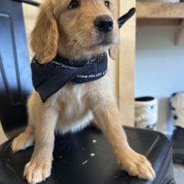 Stalings - Golden female Golden Retriever puppy in Stratford, Oklahoma from Golden Breed
