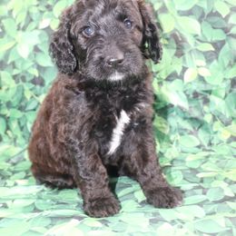Double Doodle and Goldendoodle Puppies from Ohio Designer Doodles