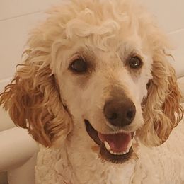 Wanda - Aussiedoodle