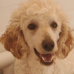 Wanda - Aussiedoodle