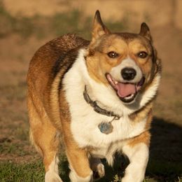 Jessie - Pembroke Welsh Corgi