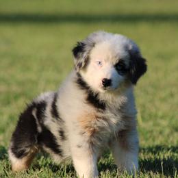 Blue Merle Male 1 - Blue merle male Australian Shepherd puppy in Northport, Alabama from Sipsey River Australian Shepherds