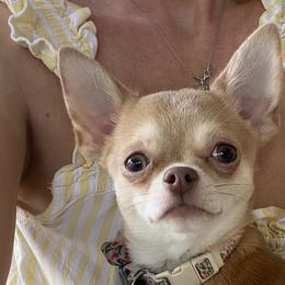 Chihuahuas from raven russell