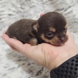 Boy 2 - Chocolate and tan male Chihuahua puppy in Richmond, Virginia from Breens