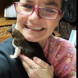 No collar - Mahogany and white female Saint Bernard puppy in New Philadelphia, Ohio from Fletchers Saints