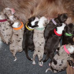 Australian Shepherd Puppies from Bar D Kennel