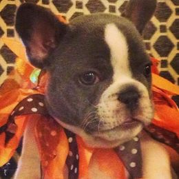 French Bulldog Puppies from Hello Frenchies