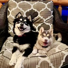 Pomskies from Kananowicz Pomskies