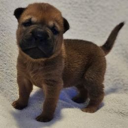 Rose - Red fawn female Chinese Shar-Pei puppy in Bakersfield, California from Cashmerewrinkles