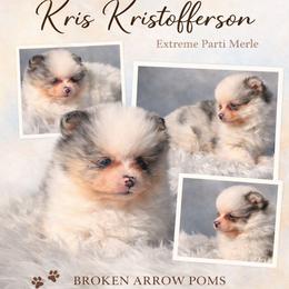 Kris Kristofferson - Black and tan parti male Pomeranian puppy in Sandia, Texas from Broken Arrow Poms