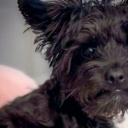 Double Doodles, Goldendoodles, Poodles, Yorkipoos, and Yorkshire Terriers from Edgewater Doodles & Designer Pups