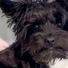 Double Doodles, Goldendoodles, Poodles, Yorkipoos, and Yorkshire Terriers from Edgewater Doodles & Designer Pups