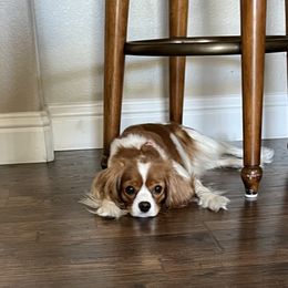 Cavalier King Charles Spaniel Puppies from Countryside Royalty Cavaliers