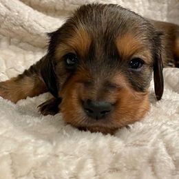 Superstition - Red male Dachshund puppy in Huntington, Arkansas from Rockstar.Weiners