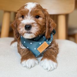 Green collar boy - Red  male Goldendoodle puppy in Newcastle, Oklahoma from Ritzy Creek Doodles