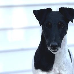 Smooth Fox Terriers from Tocoa Smooth Fox Terriers