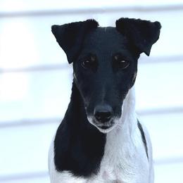 Smooth Fox Terriers from Tocoa Smooth Fox Terriers
