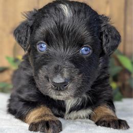 Orange collar - Black tri-color male Australian Shepherd puppy in Coulee City, Washington from Mr and Mrs Doodle Farm