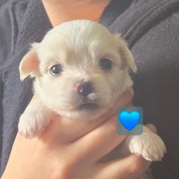 Baby Boy Blue or Brown - White male Coton de Tulear puppy in Texas from Classy Cotons