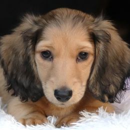 Purple collar boy - Cream male Dachshund puppy in Azle, Texas from American Dachshunds