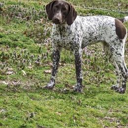 Layla - German Shorthaired Pointer