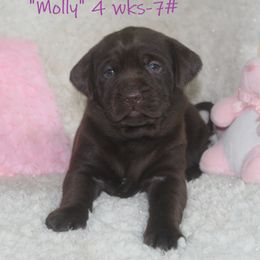 Dilute Retriever and Labrador Retriever Puppies from Rainy Lake Labrador Retrievers