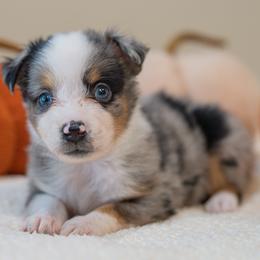 Montana - Blue merle male Miniature Australian Shepherd puppy in Buna, Texas from R & C Kennels