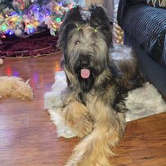 Briard and Schapendoes Puppies from Dragonz Lair