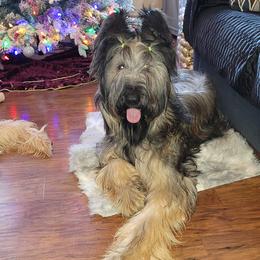 Briard and Schapendoes Puppies from Dragonz Lair