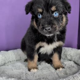 Remi4Boy4- BTM, LING tail, blue eyes likely, CHIC-OFA-DNA-AKC Titled Parents - Black tri-color male Australian Shepherd puppy in South Hill, Virginia from Silverside Aussies LLC