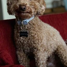 Goldendoodle and Poodle Puppies from Peace, Love, and Puppies at the Creek