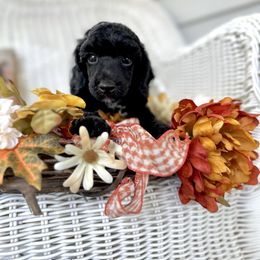 Chip - Black male Poodle puppy in Dayton, Texas from Wolfe Island Poodles
