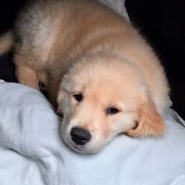 Golden Retriever Puppies from OPK GOLDENS