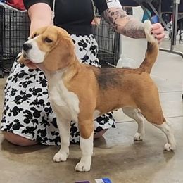 Maze - Beagle