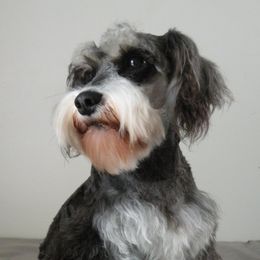 Bernese Mountain Dogs and Miniature Schnauzers from Water Oak Farm