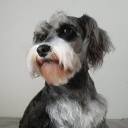 Bernese Mountain Dogs and Miniature Schnauzers from Water Oak Farm