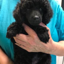 Poodle Puppies from Andmarc Poodles